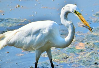 Great white Egret feeding
