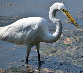 Great white Egret feeding