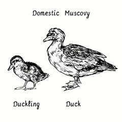 Fototapeta na wymiar Domestic Muscovy duck (Cairina moschata) and duckling standing side view. Ink black and white doodle drawing in woodcut style illustration