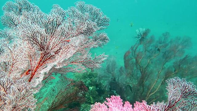 Coral reef and water plants in the Bali Island Indonesia.