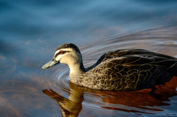 Pacific black duck swims at Wentworth Falls Lake in the Blue Mountains of Australia