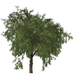 tree isolated on white