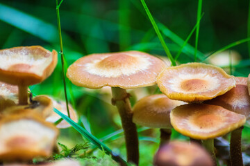 mushrooms in the forest