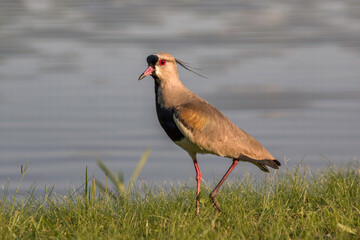 Southern Lapwing (Vanellus chilensis) on the Grass on Lakeshore