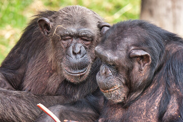 Closeup shot of two Chimpanzees (Pan troglodytes) trying to eat a tropical fruit in the forest
