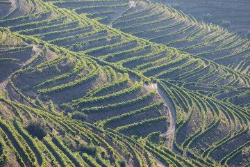 Fototapeta na wymiar Douro Valley, Portugal. Top view of river, and the vineyards are on a hills. Summer day in terraced vineyards. Concept for travel in Portugal and most beautiful places in Portugal. Unesco