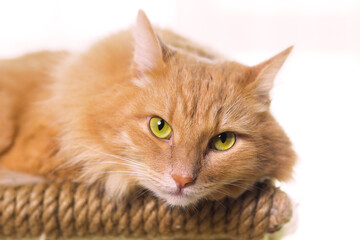 A fluffy red cat on the background of the window lies on a scratching post in a cat house against the background of green plants. The concept of moving, new housing.