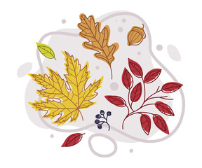 Autumn Bright Foliage with Different Leaf Color Vector Composition