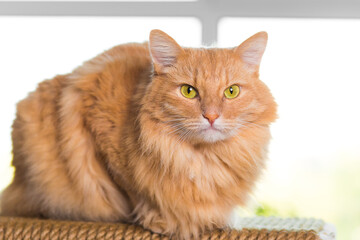 A fluffy red cat on the background of the window is sitting on a scratching post in a cat house close up looks at the camera. 