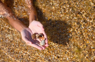 Beautiful large shells found at the bottom of the sea in children's hands.
