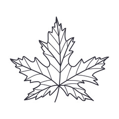 Hand Drawn Autumn Maple Leaf Contour or Outline Vector Illustration