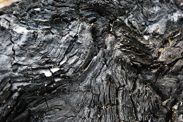 Tronco de árbol quemado, textura negra de madera