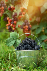 dojrzałe jeżyny w metalowym wiaderku na trawie, na tle krzaka jeżyn