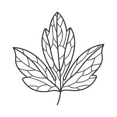 Hand Drawn Autumn Leaf Contour or Outline Vector Illustration