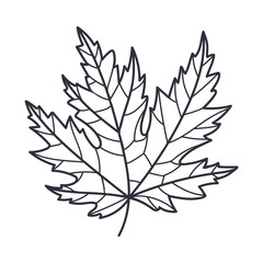Hand Drawn Autumn Maple Leaf Contour or Outline Vector Illustration