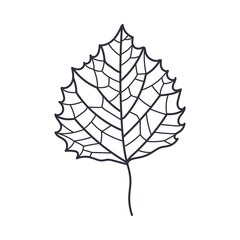 Hand Drawn Birch Autumn Leaf Contour or Outline Vector Illustration