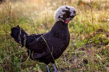 Gordijnen White crested black polish chicken hen in field © Sarah Bent