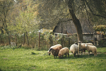 Sheep grazing on green meadow under tree in countryside. Sheep herd in village. Cute ewe and lambs. Farm Land and farming