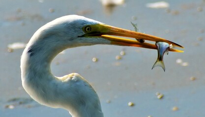 Obraz premium Great white Egret feeding