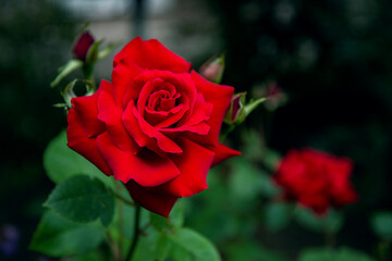 Blooming red rose. Spring background for postcards.
