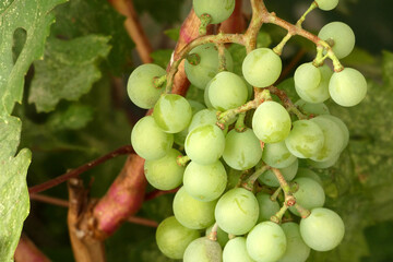 a bunch of grapes starting to ripen, a bunch of grapes on a vine,