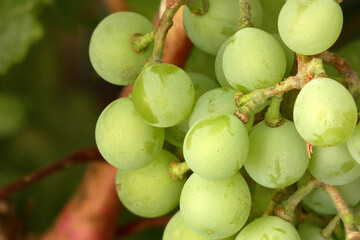 a bunch of grapes starting to ripen, a bunch of grapes on a vine,