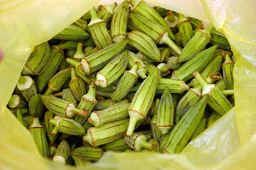 Obraz premium fresh okra for cooking, okra plant in a bag, okra grains,