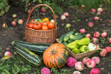 Autumn harvest of different fresh organic vegetables on ground in garden. Freshly harvested pumpkin, apple, zucchini, tomato, pepper and cucumber in basket