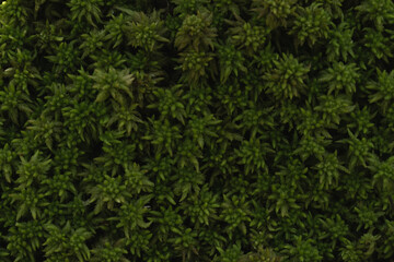 Beautiful bright green moss growing on rough rocks in the forest. Show in macro mode. Rocks full of moss textures in nature for wallpaper. 