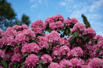 Bright and beautiful pink flowers. Blooming flower bed. Spring background.