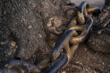 A gilded metal chain at the trunk of a tree.