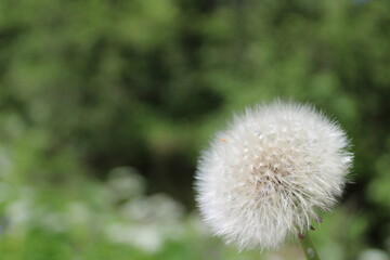 dandelion head