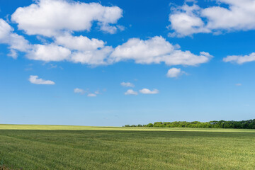 Green field and blue sky with white cloud, background.
