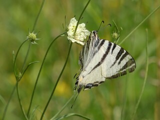 Scarce swallowtail (Iphiclides podalirius) - close up of butterfly on the meadow, Kraków, Poland