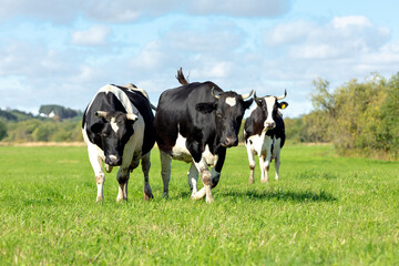  Three black and white cows grazes in a green meadow against a blue sky with clouds. Selective focus. High quality photo