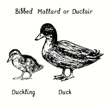 Bibbed Mallard or Duclair Duck and duckling standing side view. Ink black and white doodle drawing in woodcut  style illustration