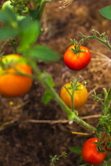 Ripe red tomatoes on the branches in the greenhouse