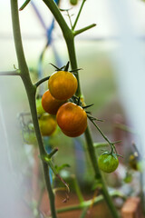 Ripe red tomatoes on the branches in the greenhouse