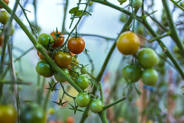 Unripe green tomatoes on a branch in a greenhouse