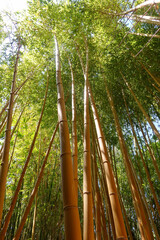 A Stand of Bamboo with Interesting Lights, Shadows, and Lines 