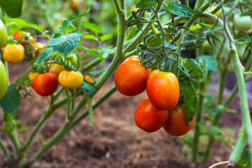 Ripe red tomatoes on the branches in the greenhouse