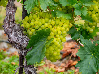 grapes on vine growing in vineyard