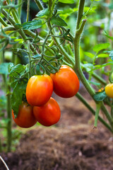 Ripe red tomatoes on the branches in the greenhouse