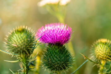 Cirsium vulgare, spear thistle, bull thistle, or common thistle plant provides great deal of nectar for pollinators. inflorescence pink-purple with thorns. roots used as poultice