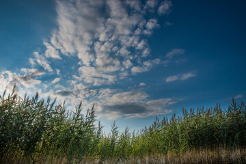 Reed on a background of a cloudy sky and with sun glare on the water.