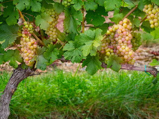 grapes on vine growing in vineyard