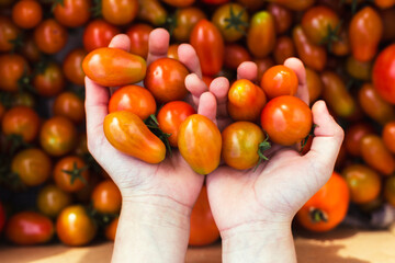 Hands hold tomatoes on a background of tomatoes