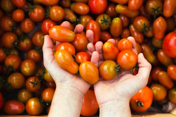 Hands hold tomatoes on a background of tomatoes