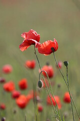 Naklejka premium red poppy in a field