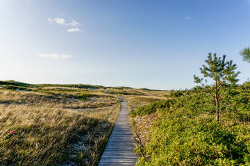 wooden boardwalk beach access leads through sand dunes and shrubs to sunset at the beach